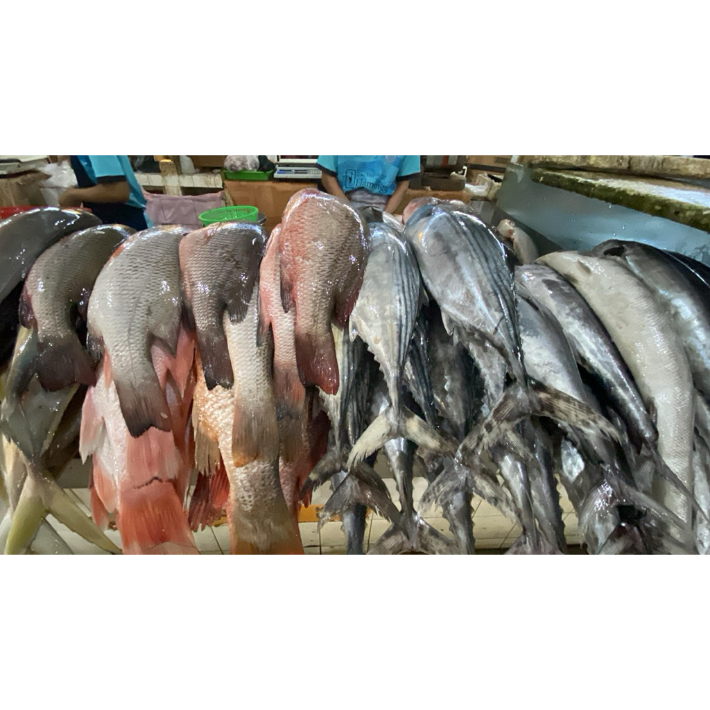 

IKAN KAKAP MERAH