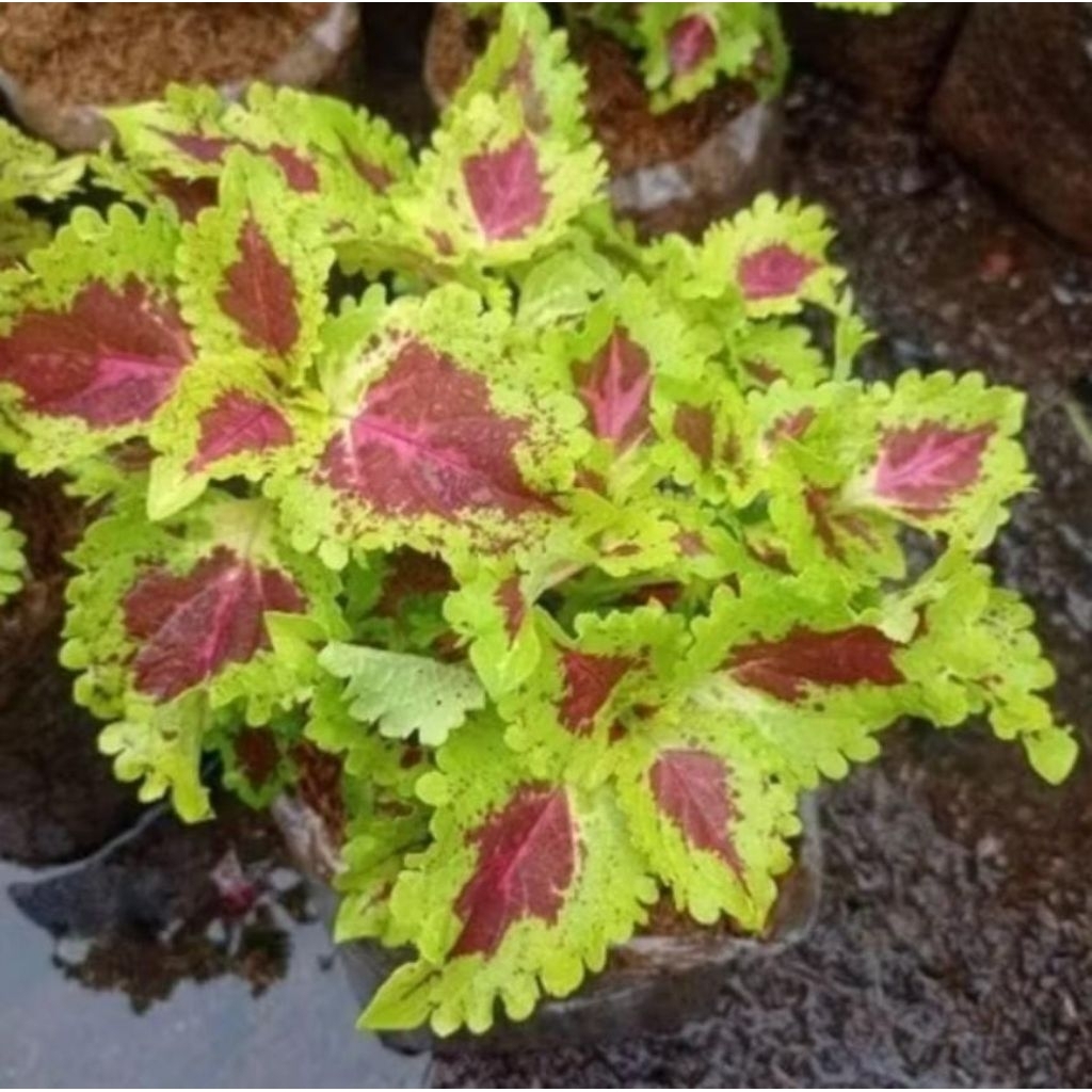 Tanaman Hias Miana Red Yellow - Tanaman Hias Miana Daun Rimbun Berakar