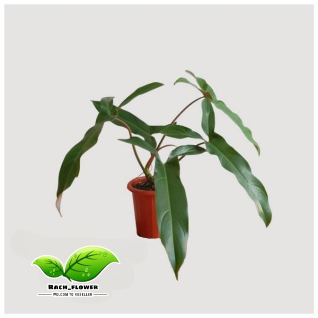 Philodendron Mexicanum - Tanaman hias philo