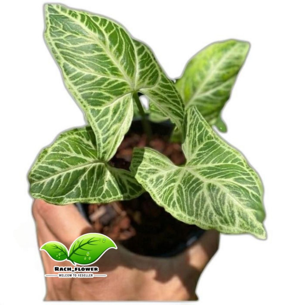 Syngonium Batik - syngonium podophyllum batik - tanaman hias
