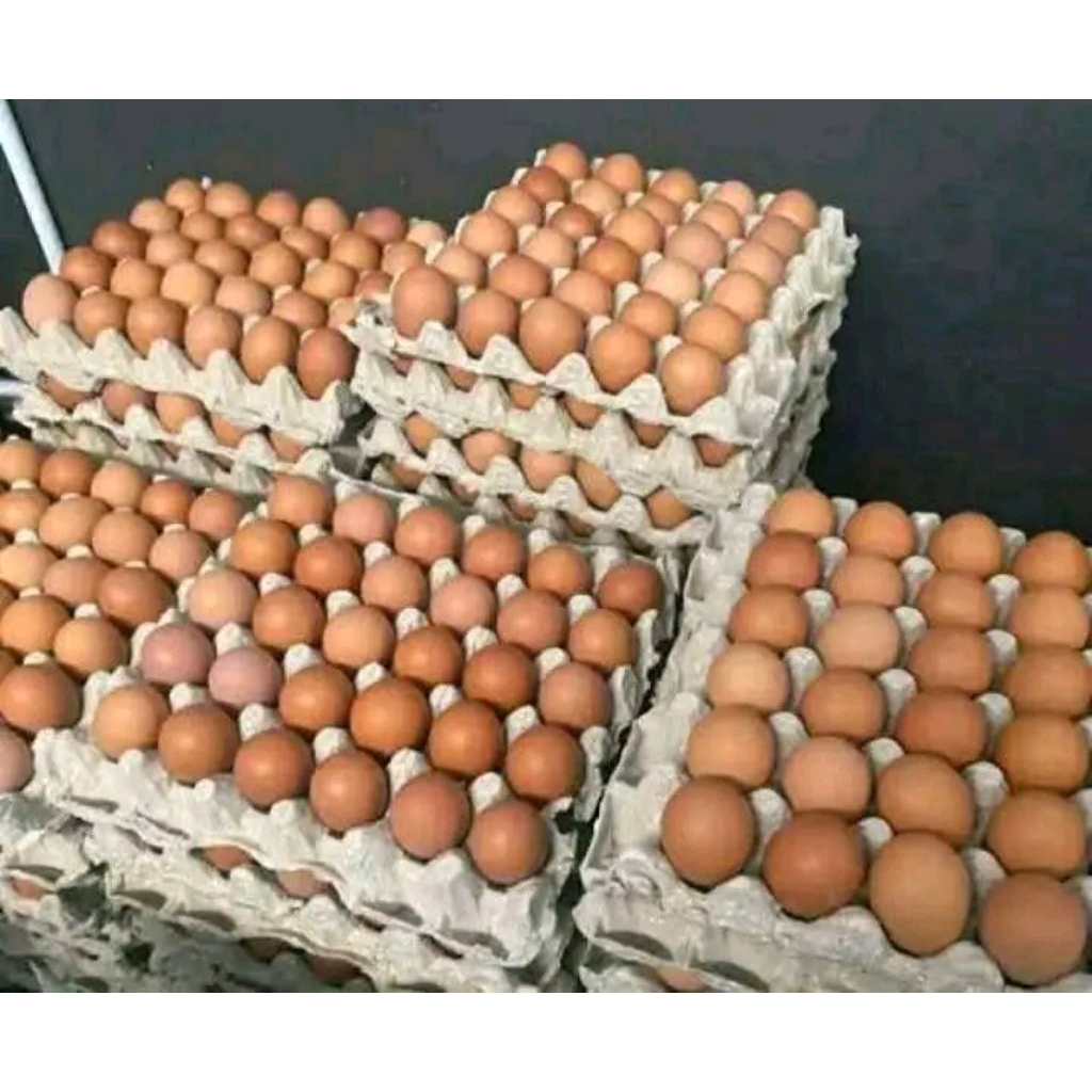 

TELOR AYAM NEGERI FRESH GRADE A isi 2 kg