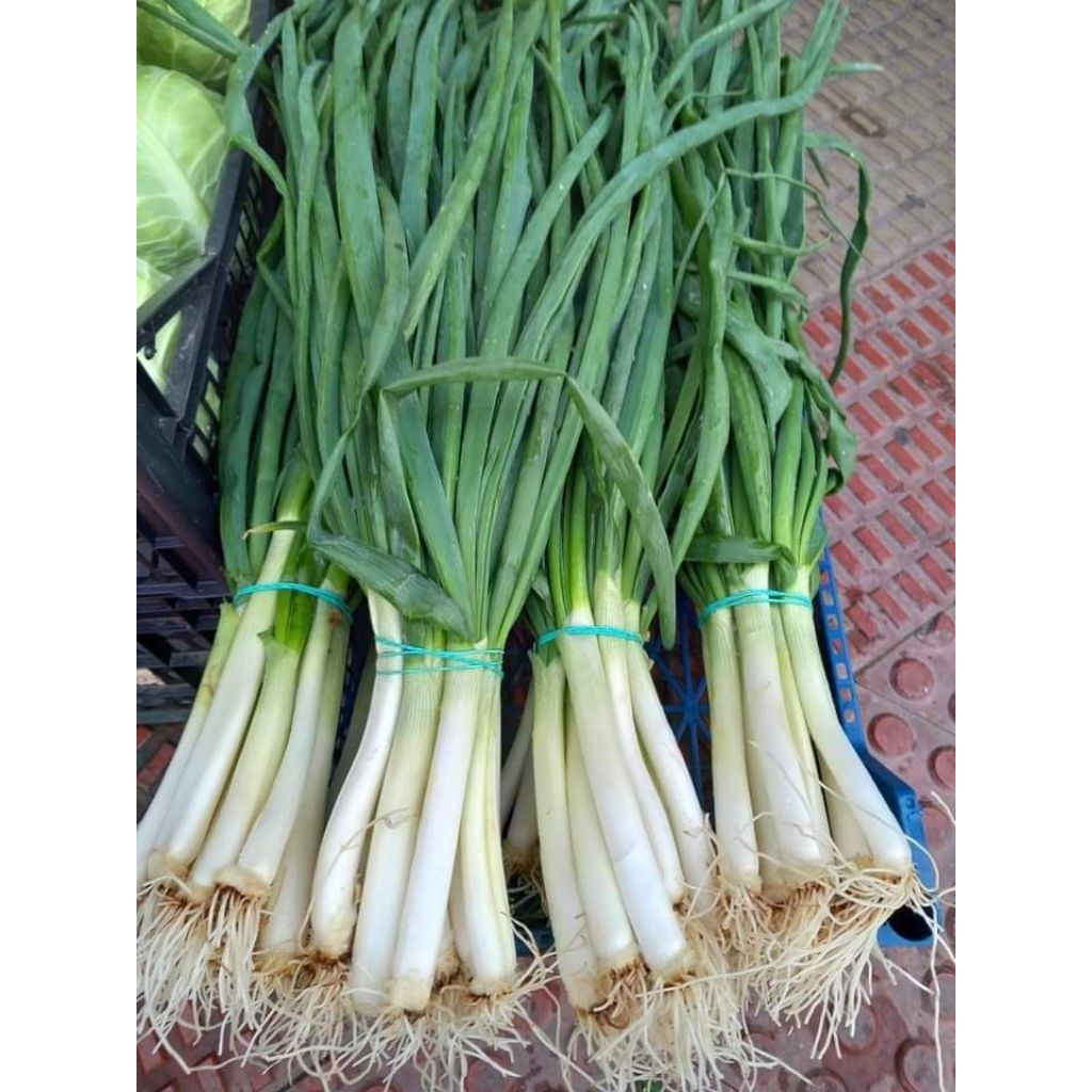 

daun bawang