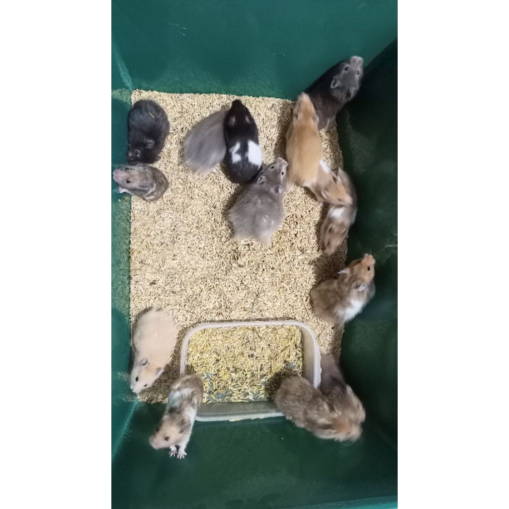 Hamster syrian variant satin anakan trico