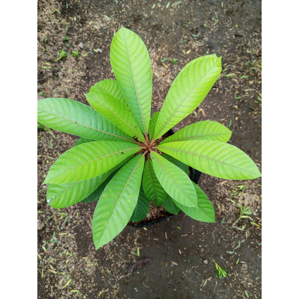 

Bibit Buah | Mamey Sapote HARAP BACA DESKRIPSI !!