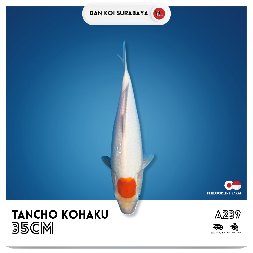 Ikan Koi Tancho Kohaku F1 Bloodline Sakai Kode A239