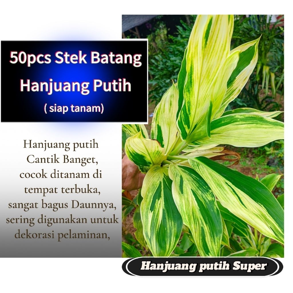 Hanjuang putih Super Mewah (Stek Batang 50pcs)