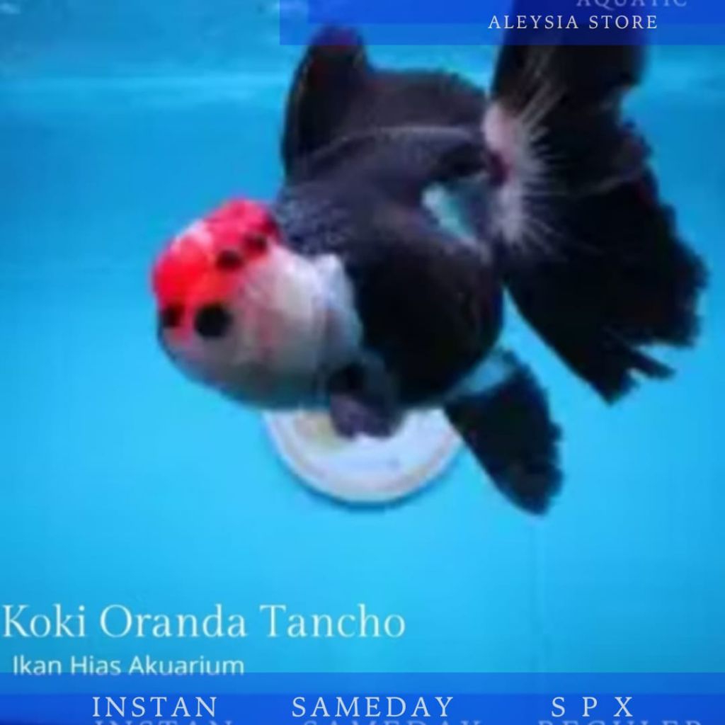 Koki Oranda Tancho Good Quality Hiasan Aquarium