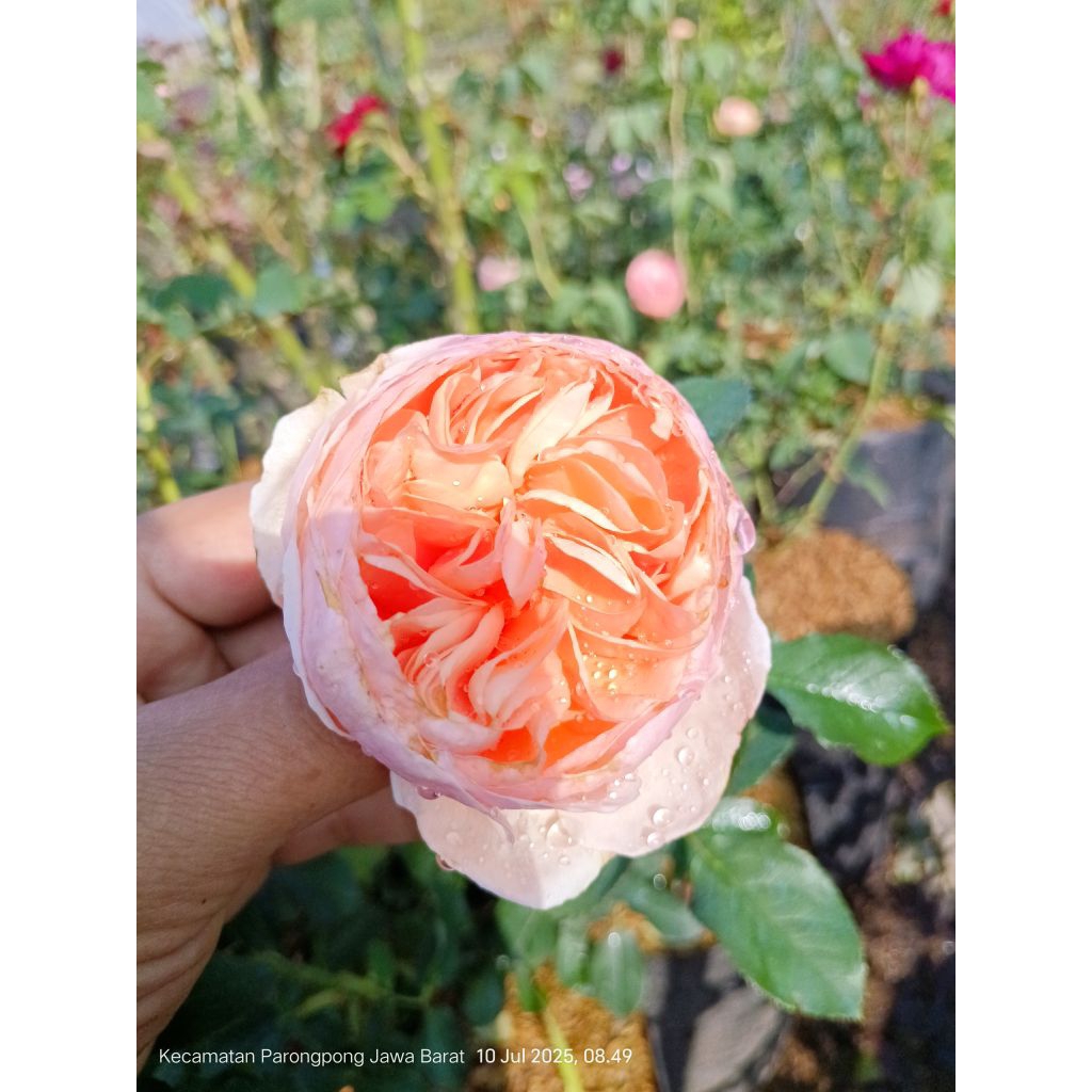 bunga mawar yg cantik