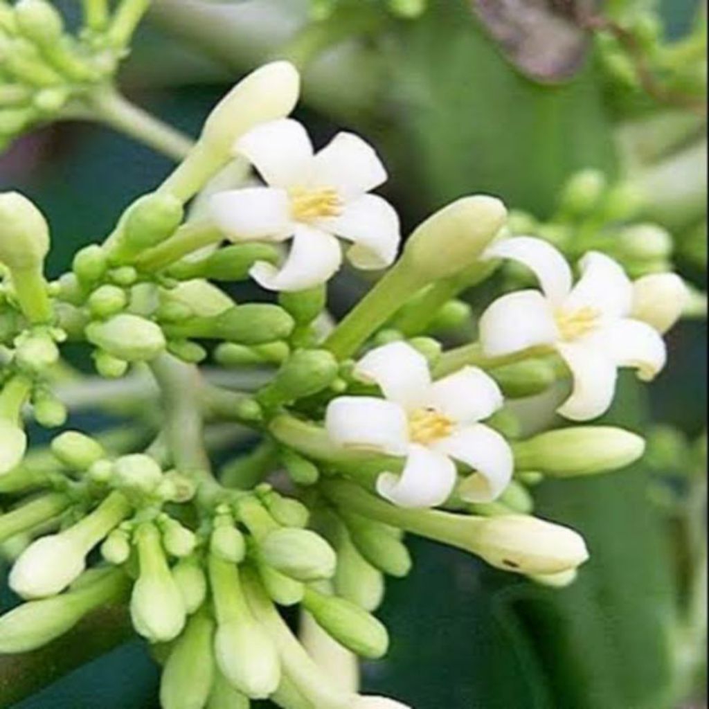 

[ KEBUN SENDIRI] Bunga pepaya segar / kembang kates / sayurbunga pepaya / kates gantung /pepaya gantung 500g