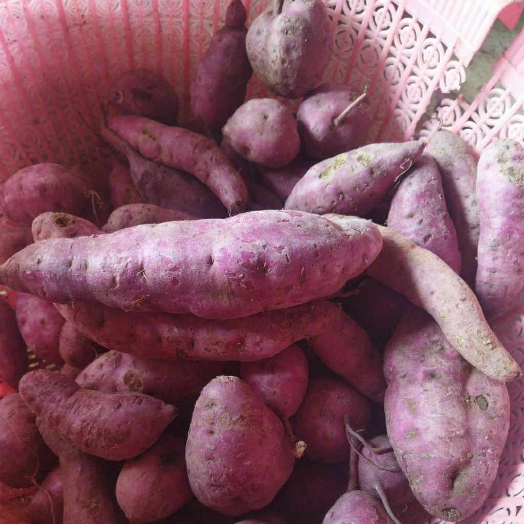 

ubi ungu Cilembu 1kg super ungu sampai dalam