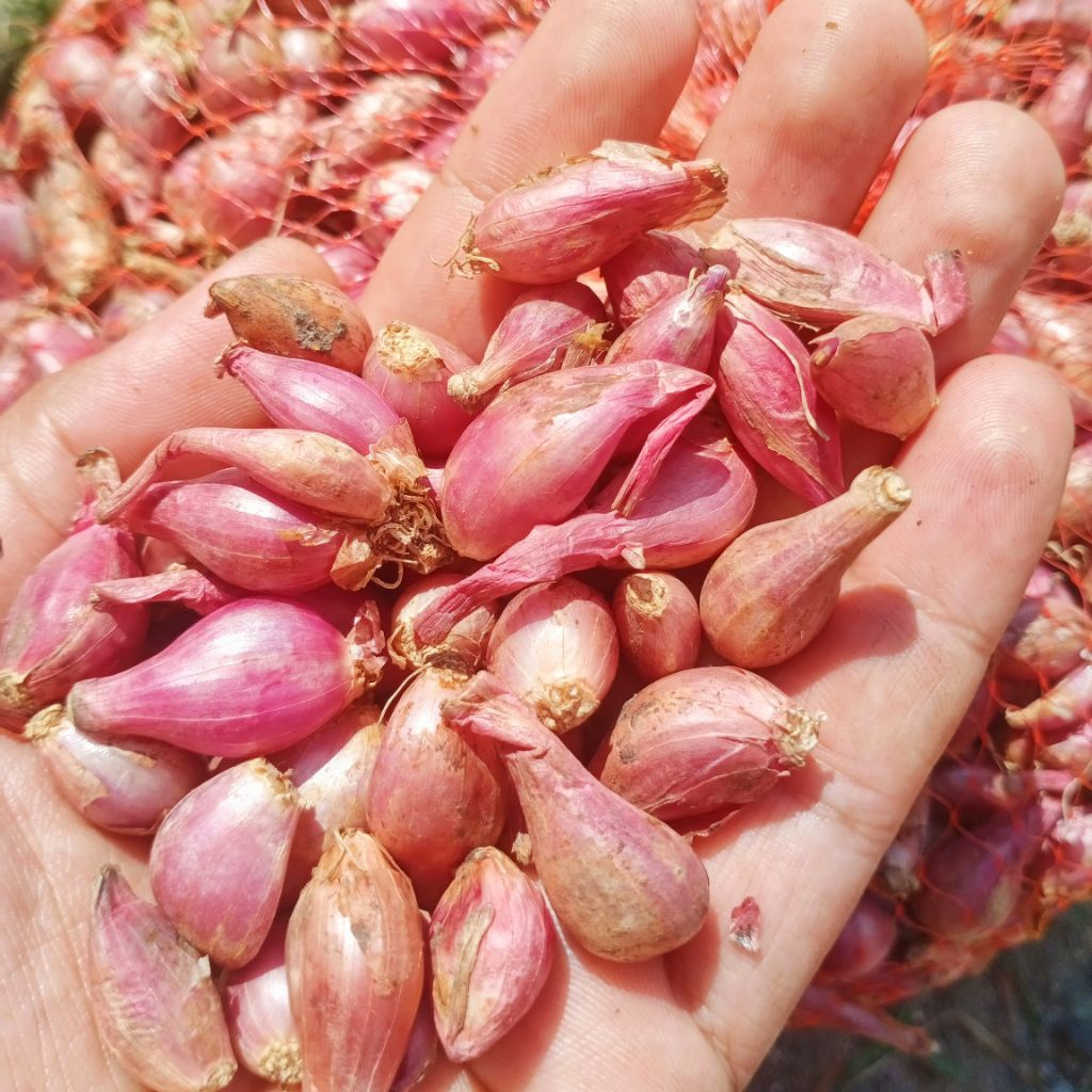 

Bawang Merah Nganjuk Ulekan Mini Termurah 1Kg