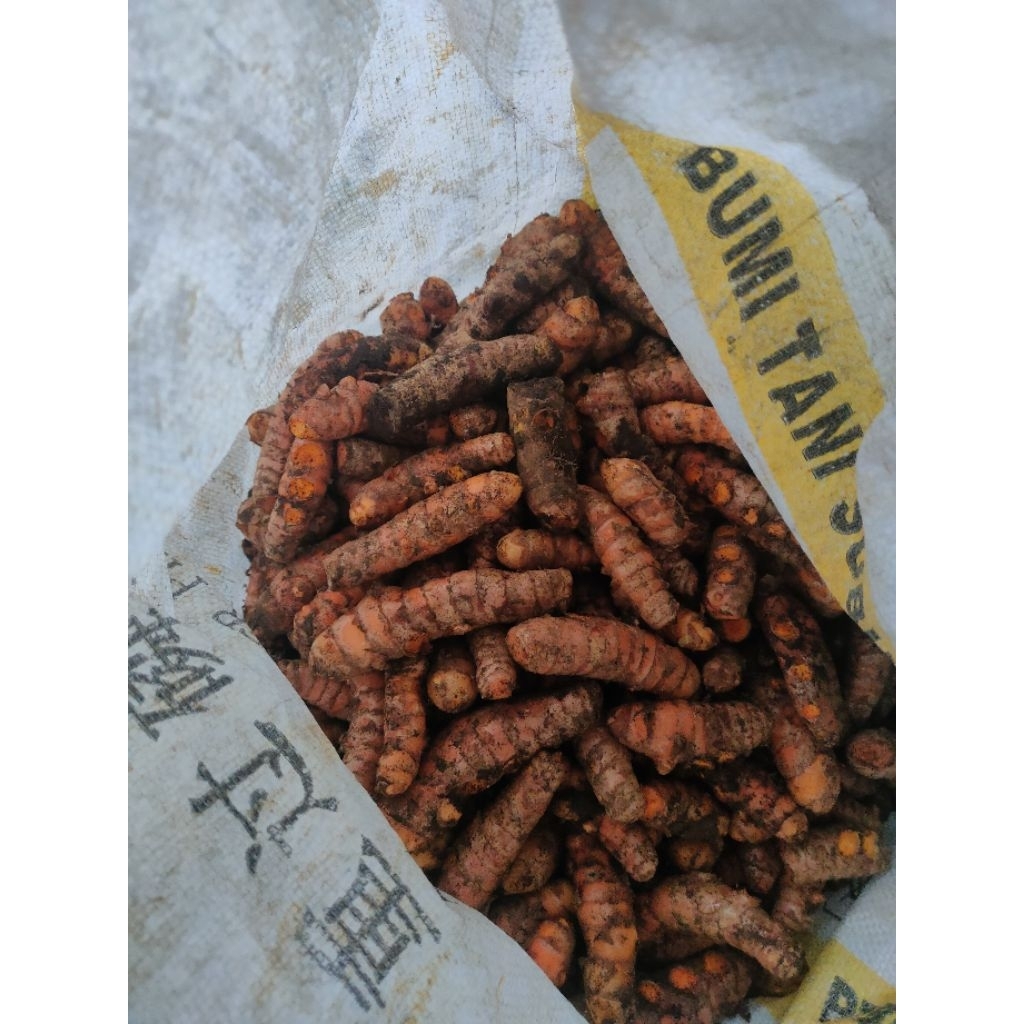 

kunyit super fresh kemasan 1kg