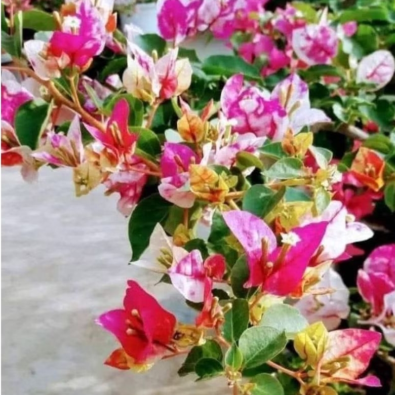 bibit bugenvil golden rao (ori)