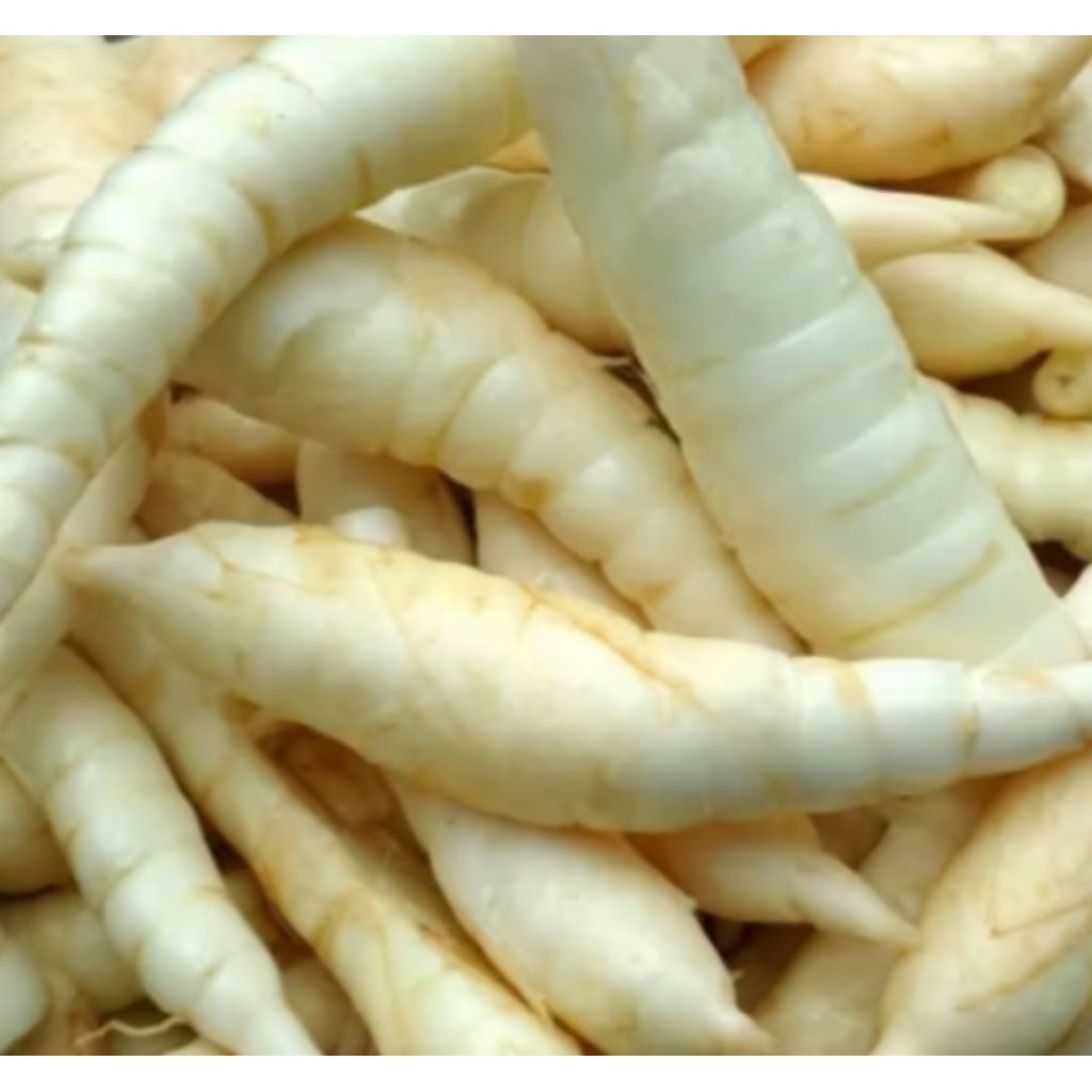 

sagu segar 1 kg dan 500gr