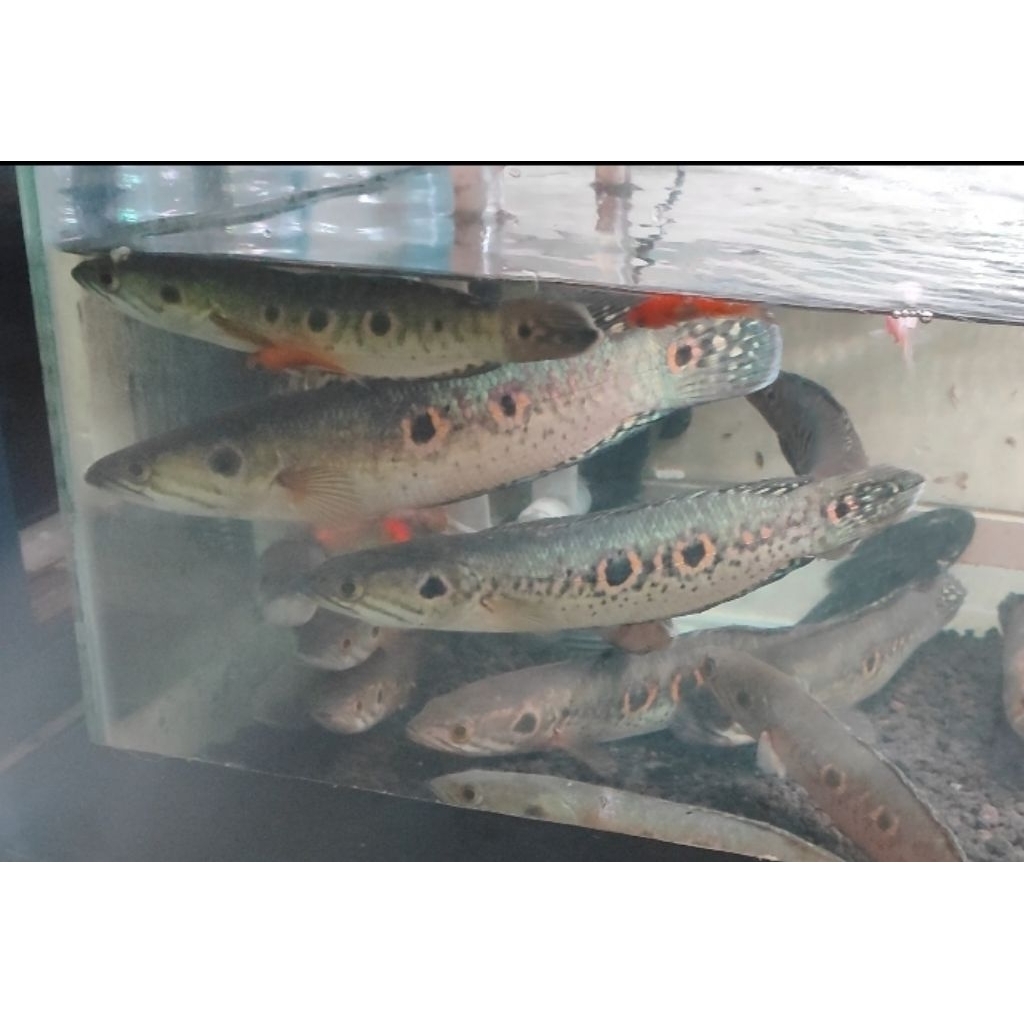 chana Pleuro /Tankmate