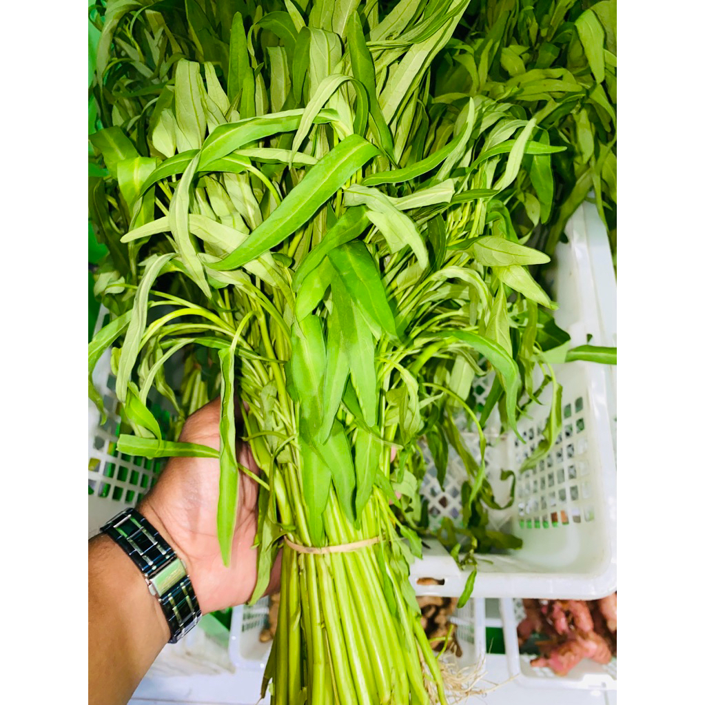 

KANGKUNG/ SAYUR KANGKUNG/PER IKAT