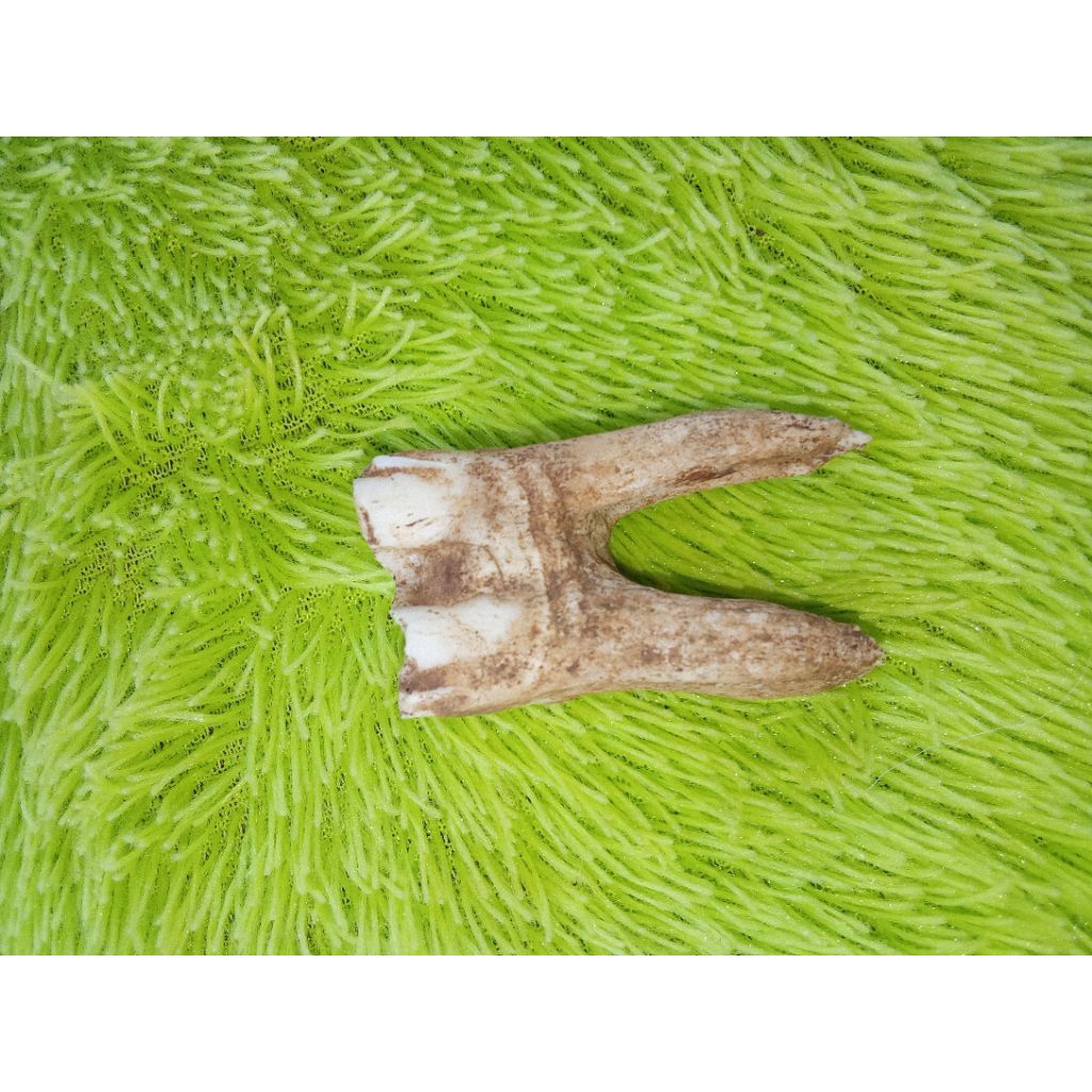 siung warak natural temuan alam hasil bolang