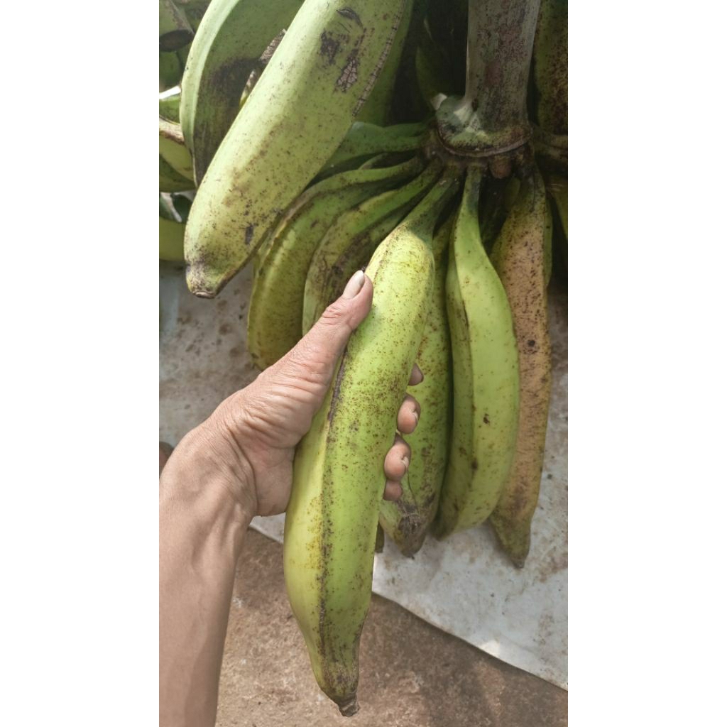 

pisang tanduk pisang byar dari gunung muria