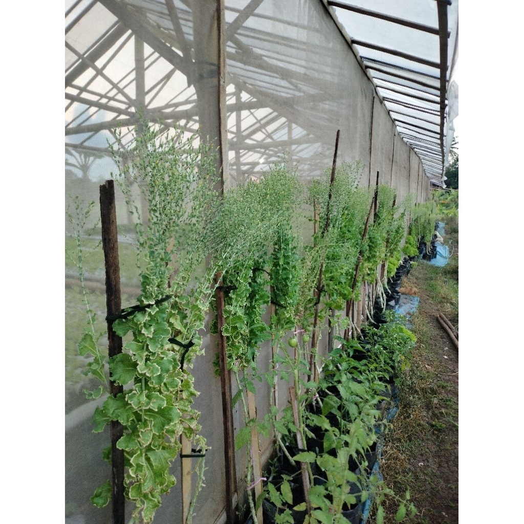 Adelonz Benih Selada Caipira F2/Bibit Selada Hidroponik/Bibit Selada Kriting