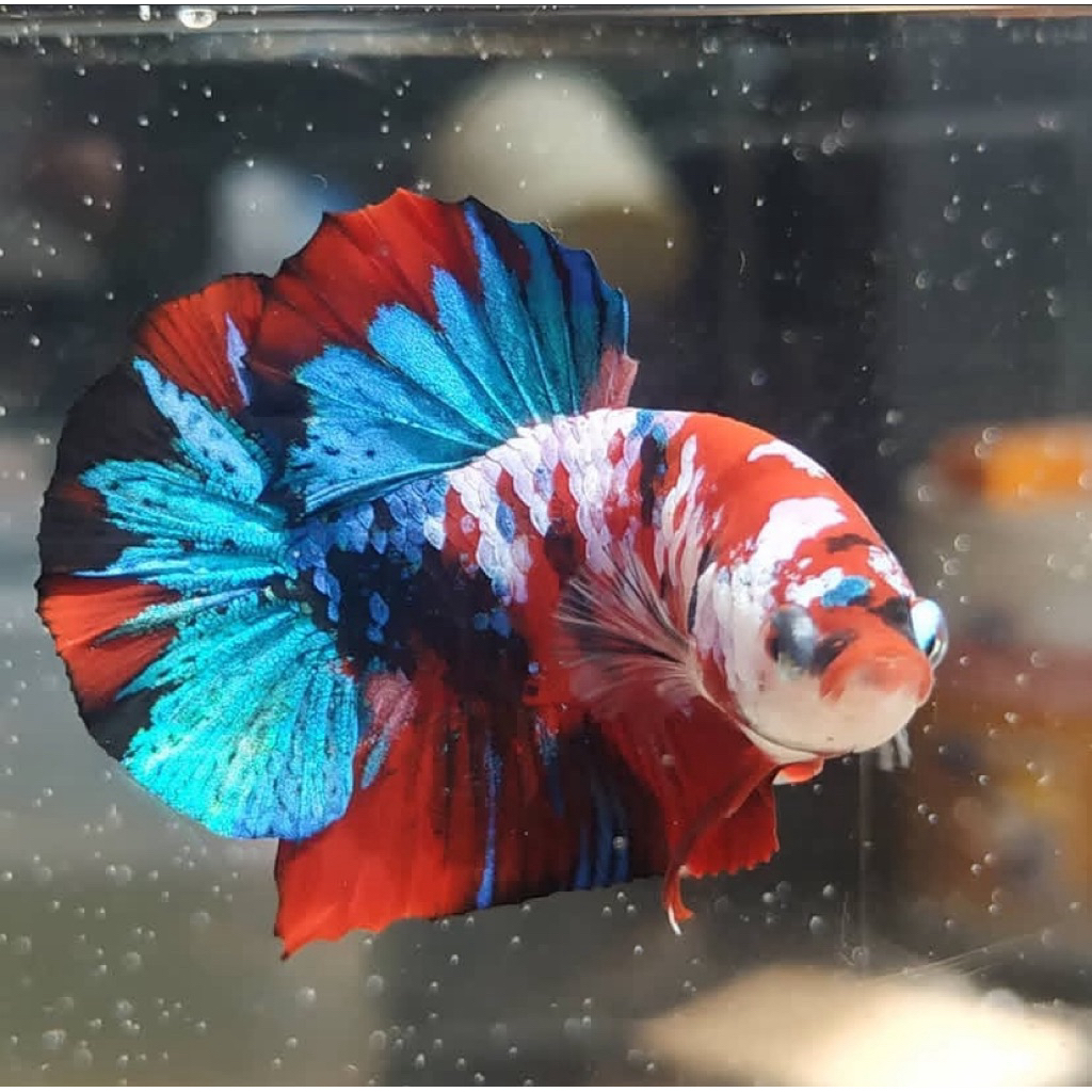 cupang koi galaxy indukan terbaik warna full