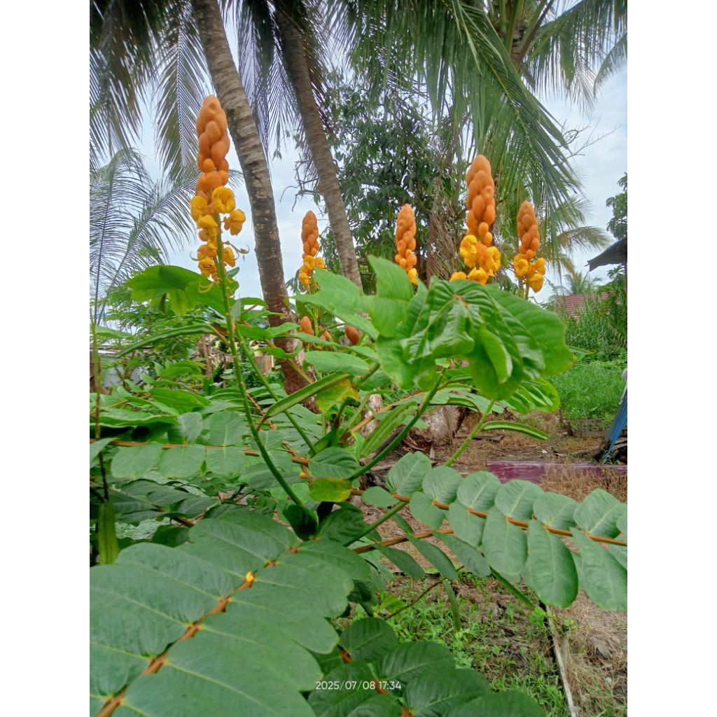

Daun gelinggang ketepeng cina casia alata
