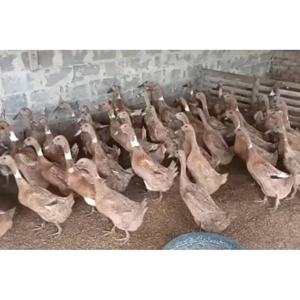 

telur bebek fertil isi 20 butir