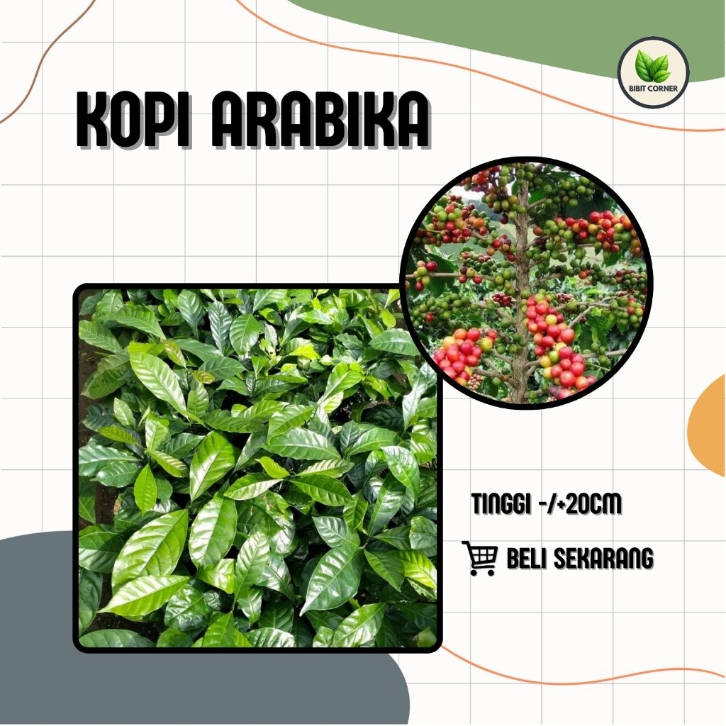 Bibit Kopi Arabika Super Unggul