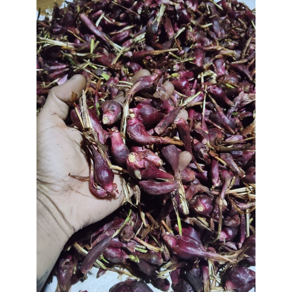 

bawang dayak segar 1,KG/500,GRM