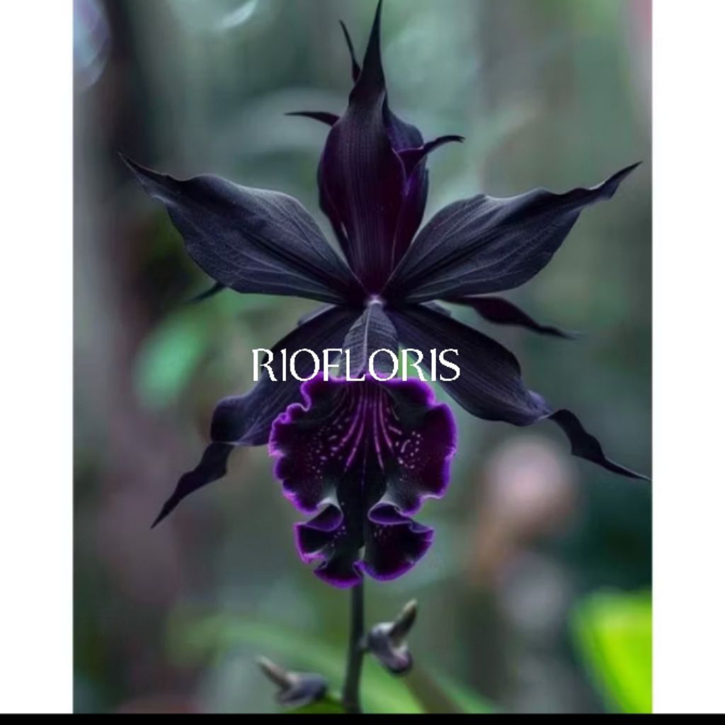 anggrek dendrobium black purple - anggrek dendrobium langka