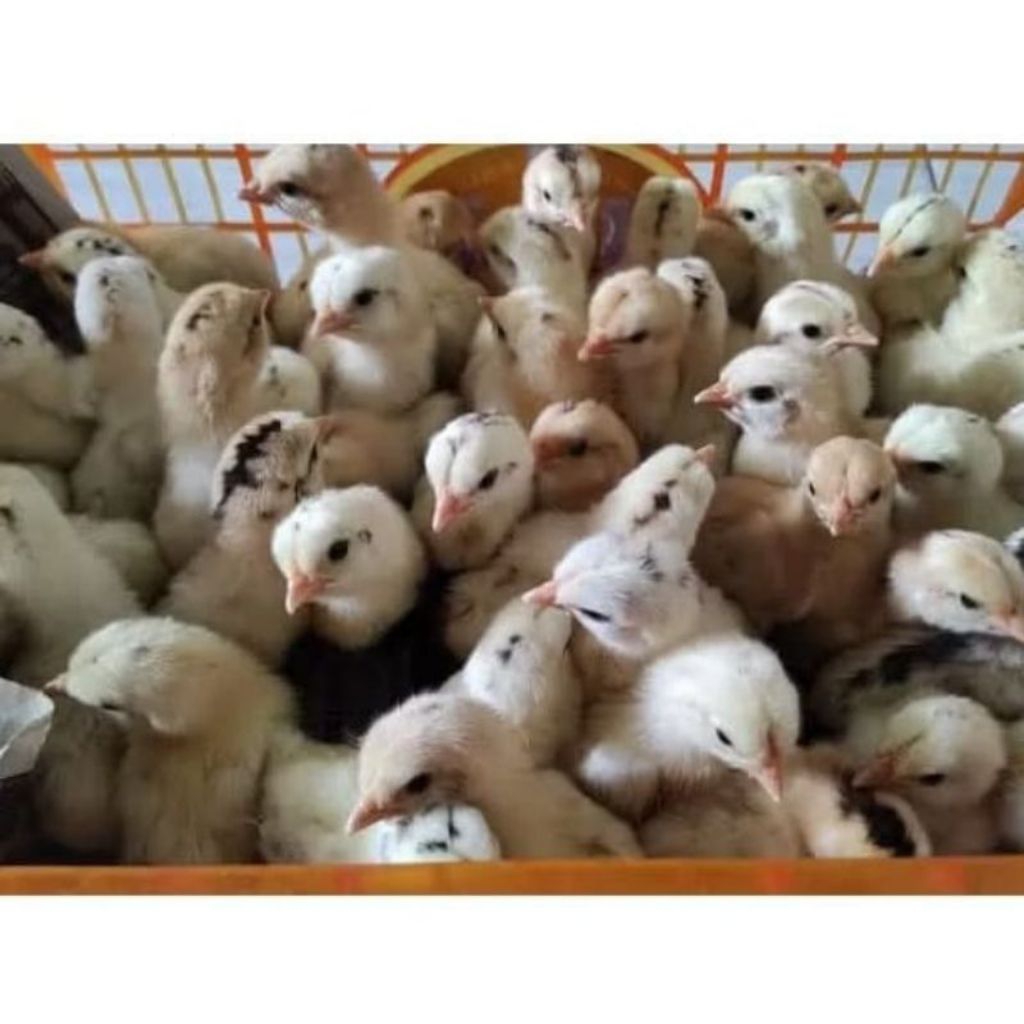 Doc Ayam Elba Petelur Super