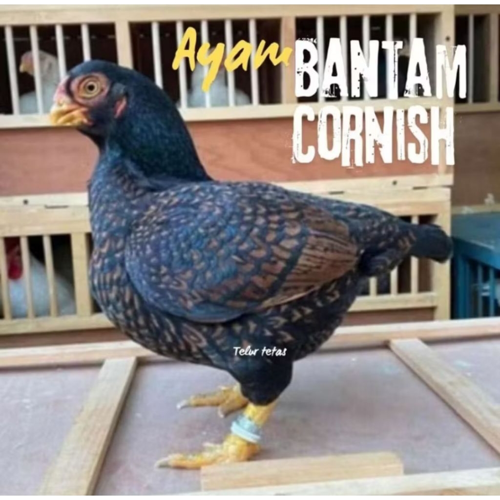 

PROMO!! telur ayam batam cornish asli bisa untuk di tetaskan