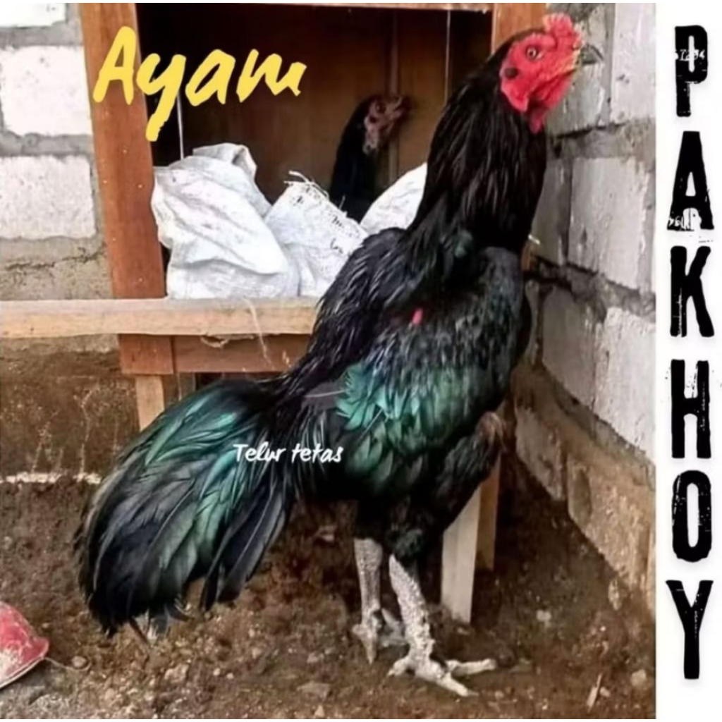 

PROMO!! telur ayam pakhoy ori full brakot drumband kumbang bisa untuk di tetaskan