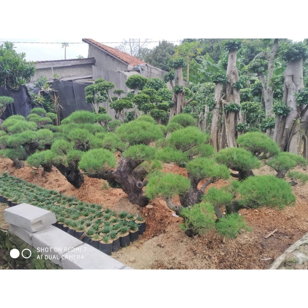 Tanaman hias Cemara udang _ tanaman hias bongsai cemara udang