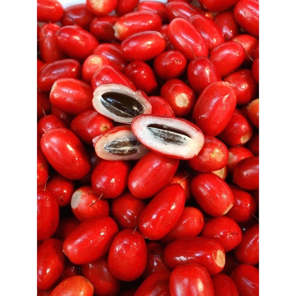 Bibit miracle fruit/buah ajaib berbunga