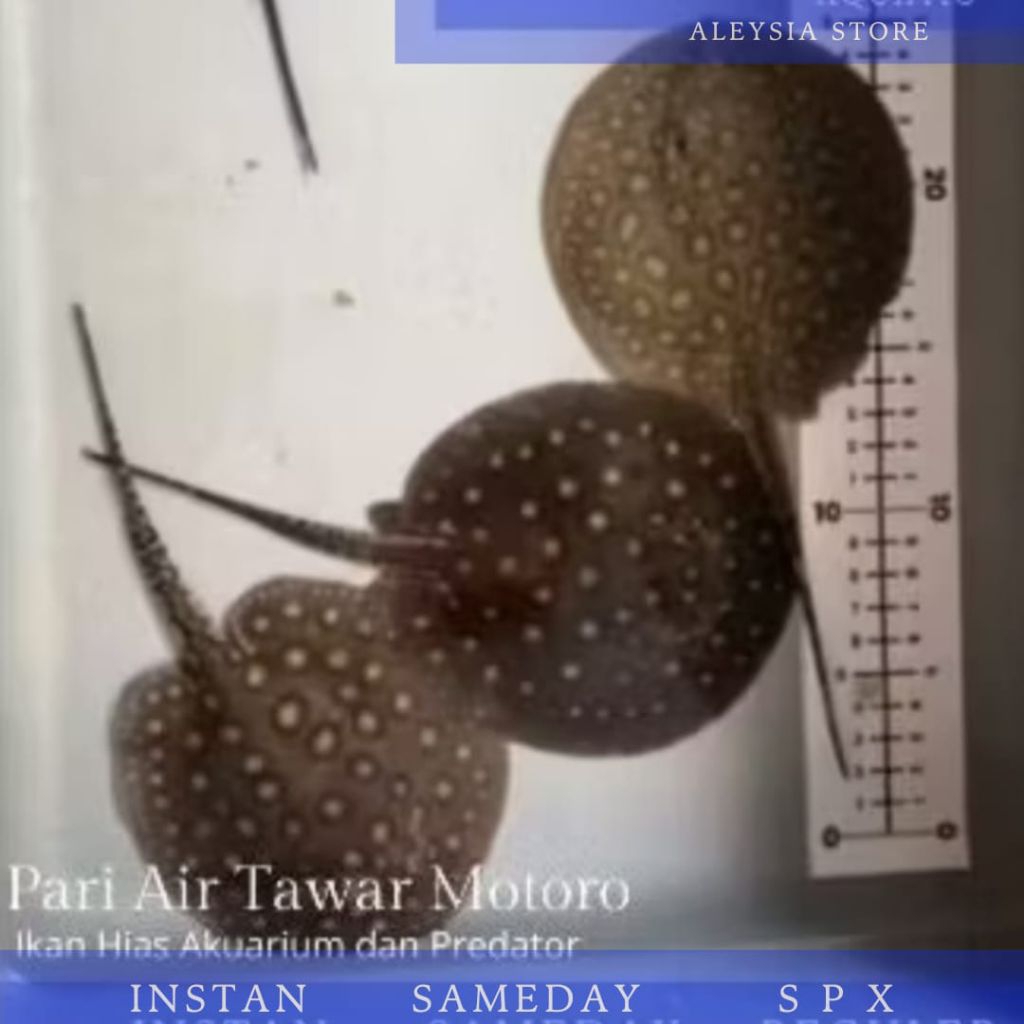 Pari Tawar Motoro Paket 2ekor Koleksi Hiasan Aquarium Paludarium dan Kolam