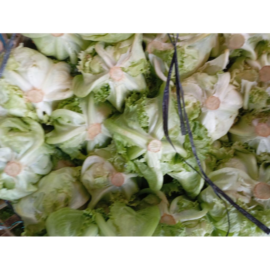 

Selada Letus Letuce Head segar