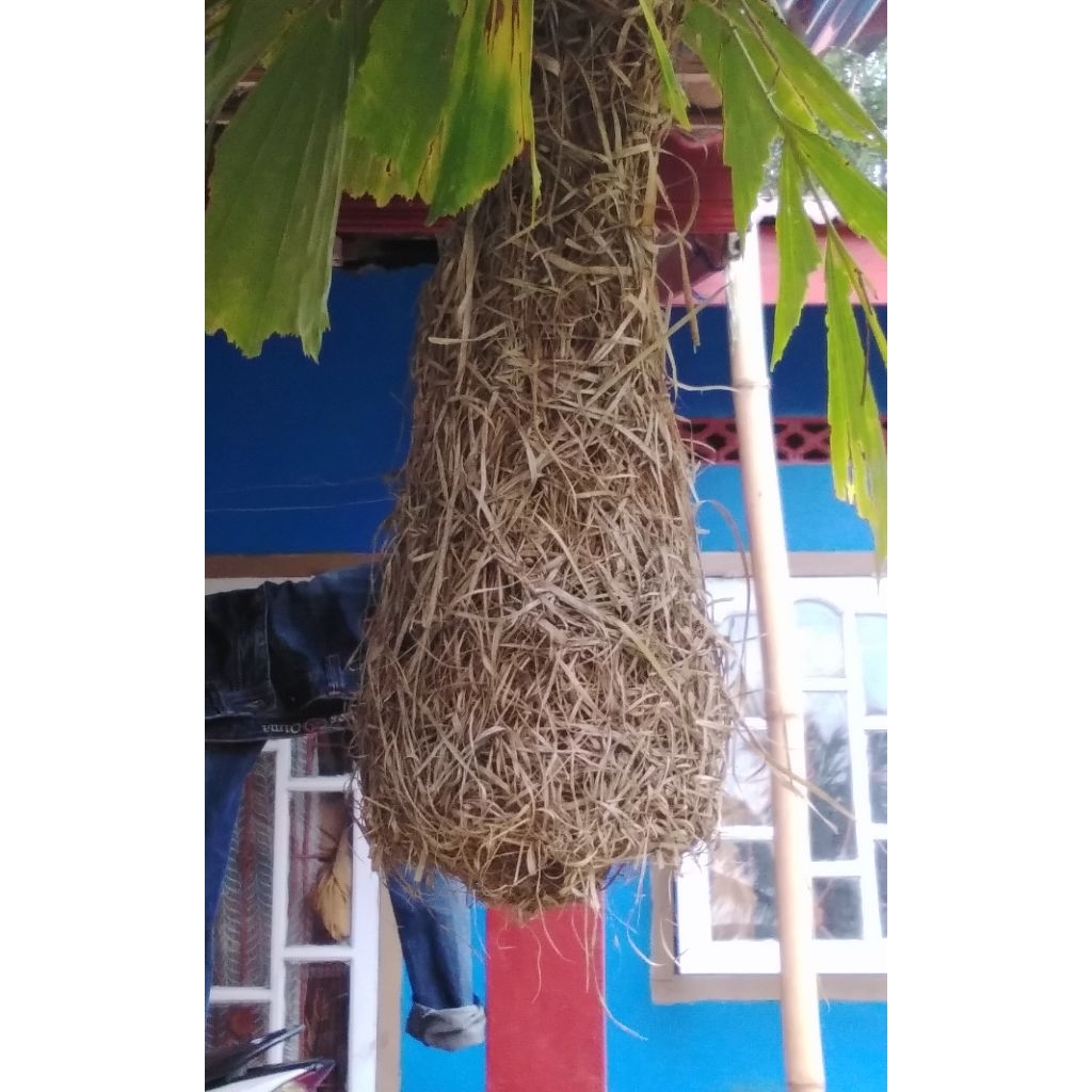 SARANG BURUNG MANYAR /TAMPUO ORIGINAL/ASLI BUKAN BUATAN.