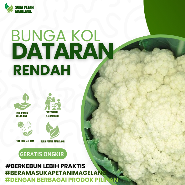 15 Biji - Benih Bunga Kol DATARAN RENDAH Toleran panas