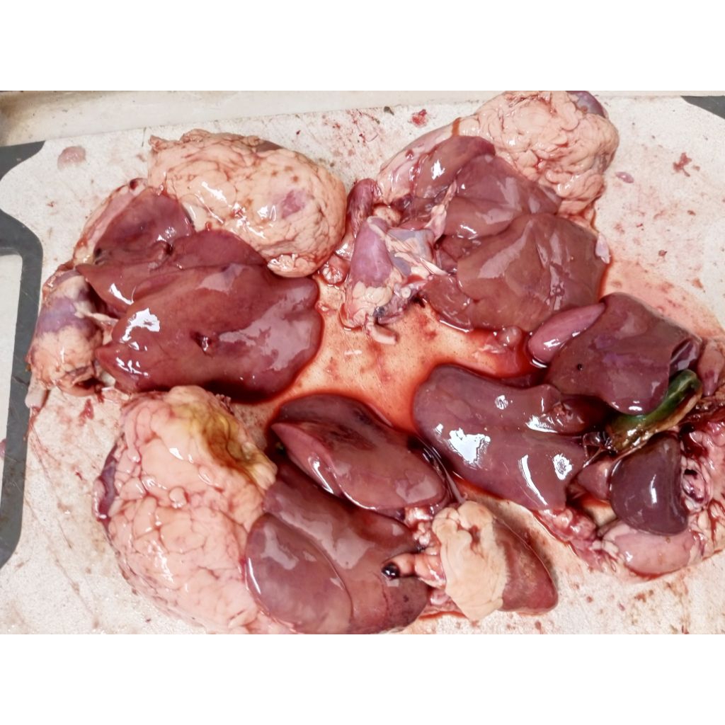 

HATI AMPELA AYAM BERSIH