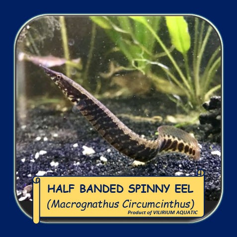 IKAN HIAS AIR TAWAR - SILI BATIK / SILI BAMBU / HALF BANDED SPINNY EEL