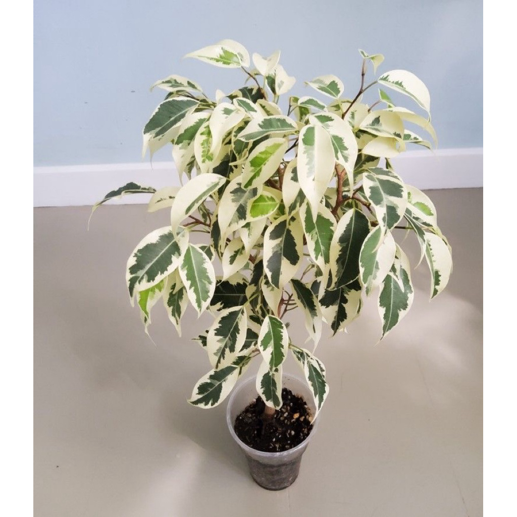 tanaman hias beringin variegata - pohon beringin putih - beringin putih