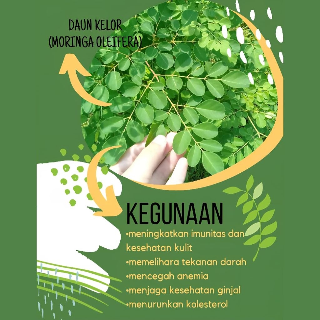 

Daun Kelor Segar Sayur Herbal Moringa Fresh Tradisional