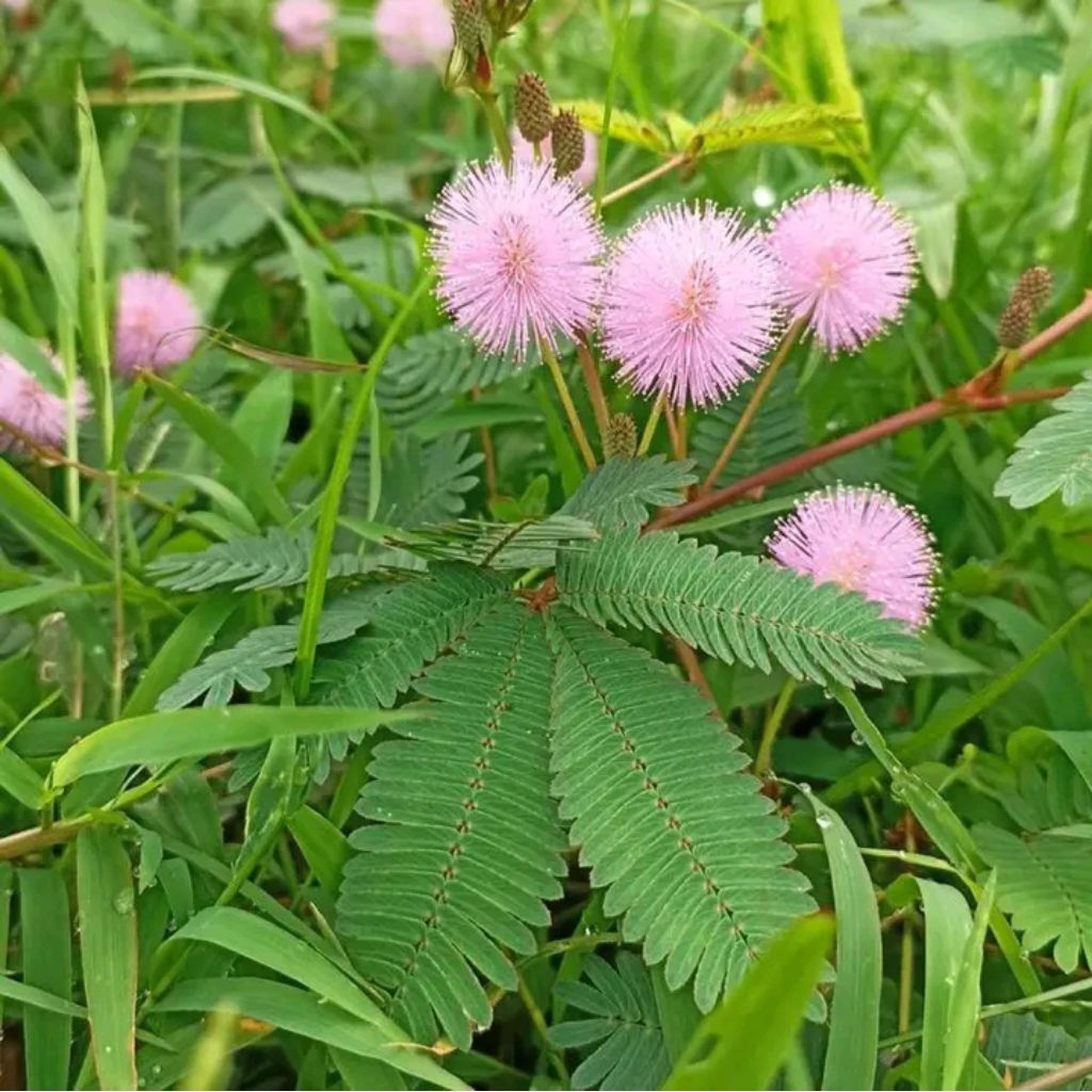 

50 gram daun putri malu