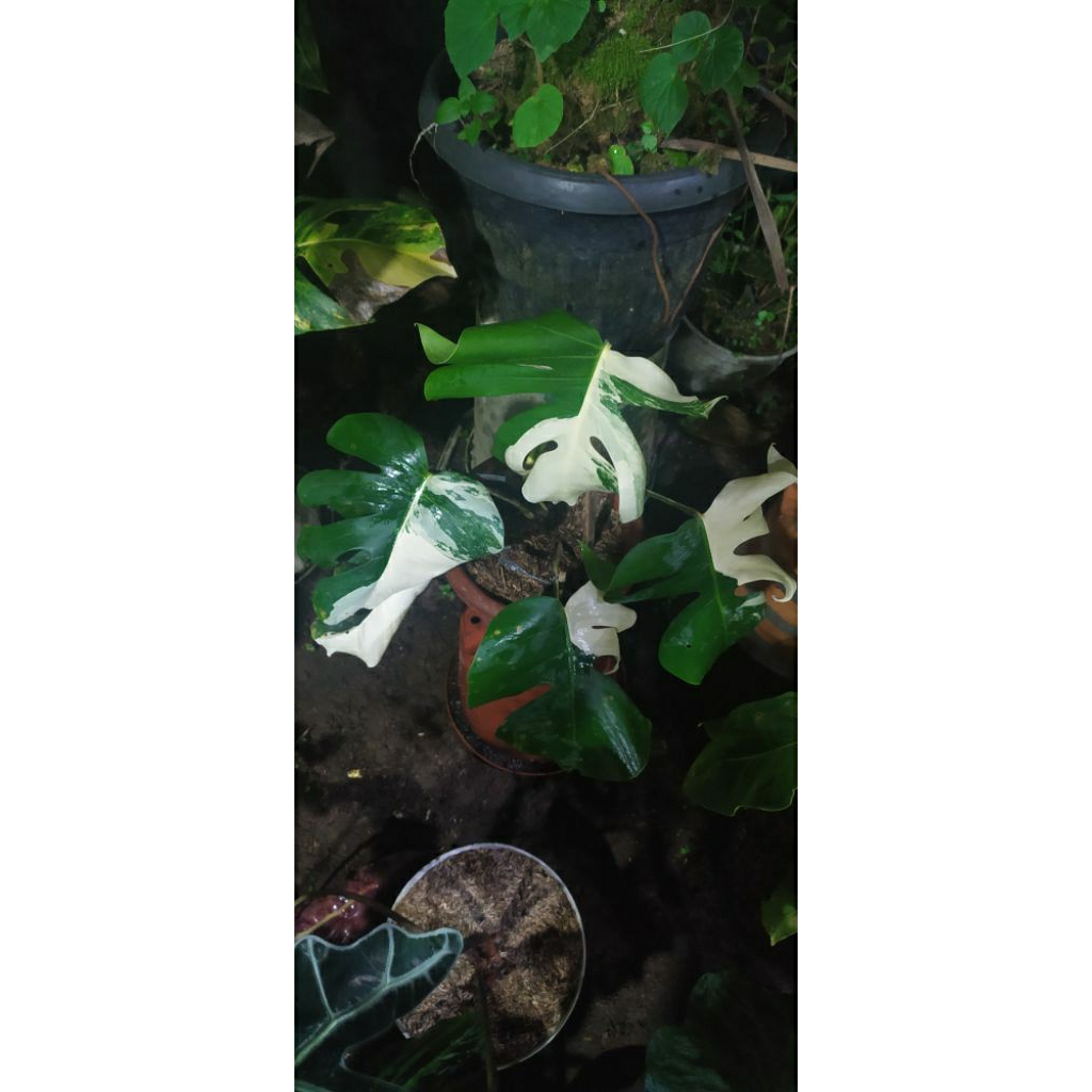 Monstera varigata ukuran jumbo