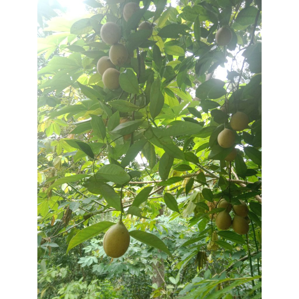 

3000 gram pala segar fres berkwalitas