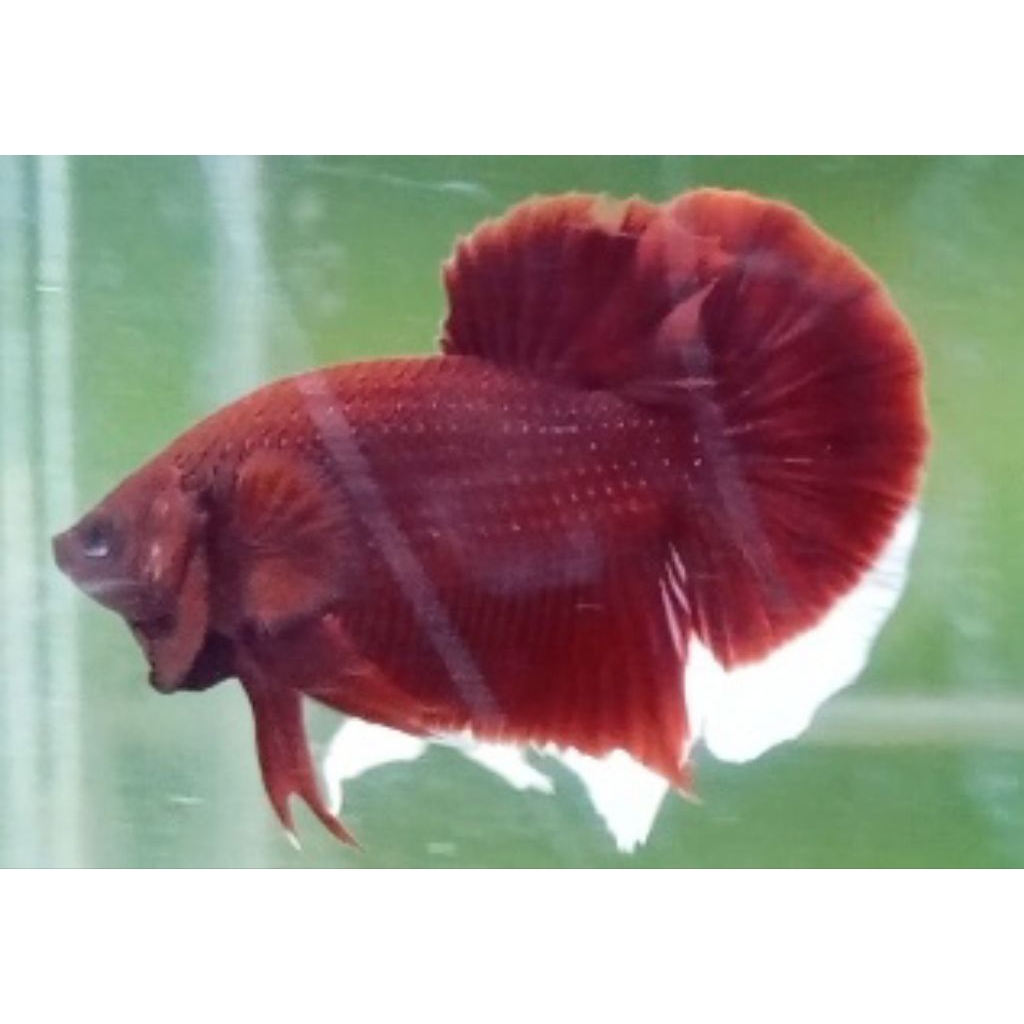 HMPK Super Red Male