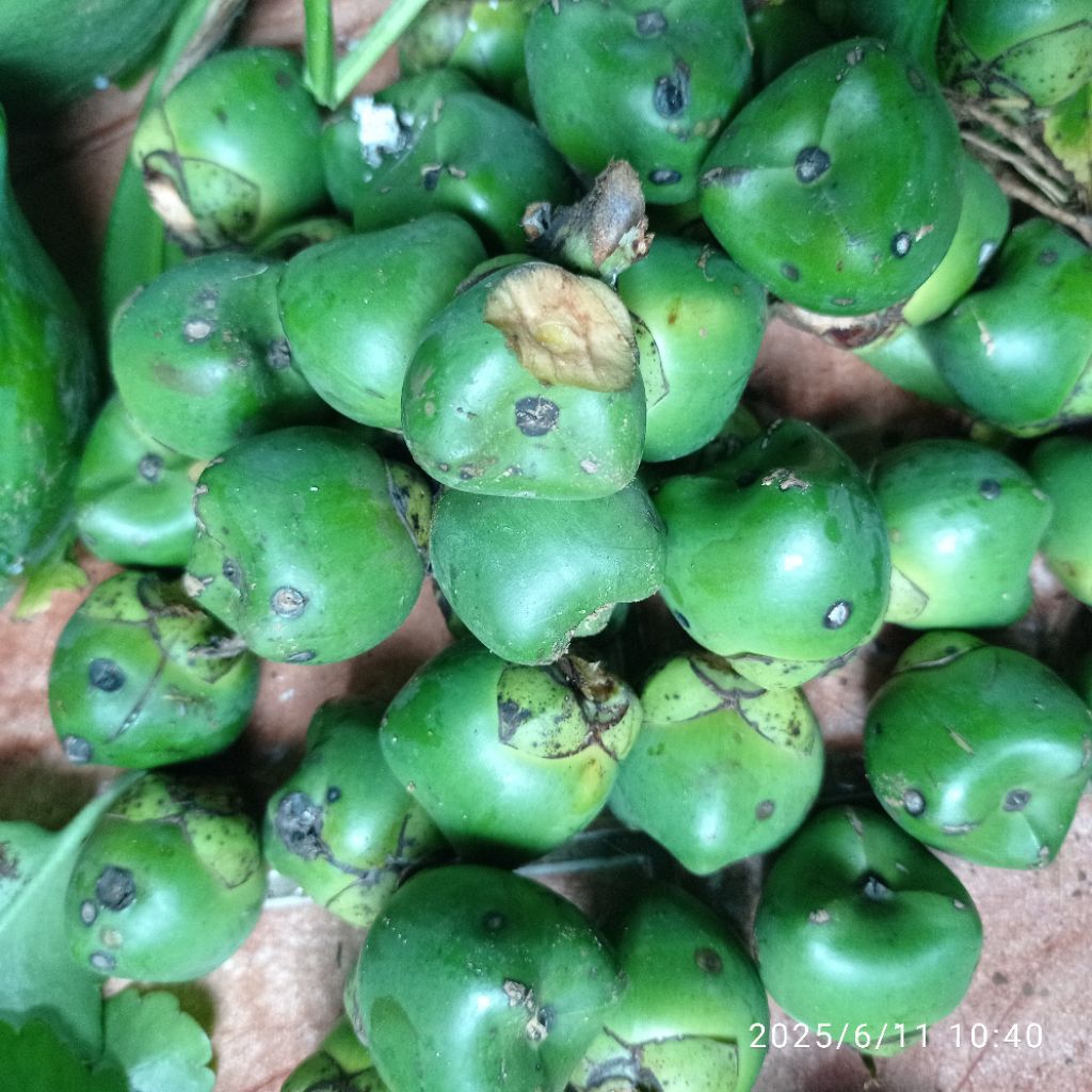 

Buah aren muda segar per 1 kg