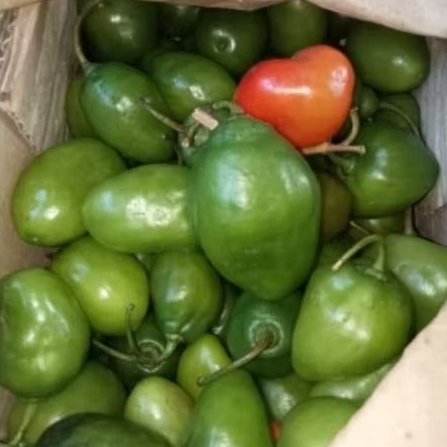 

Cabe Gendot VIRAL 100 gram langsung petik dari kebun