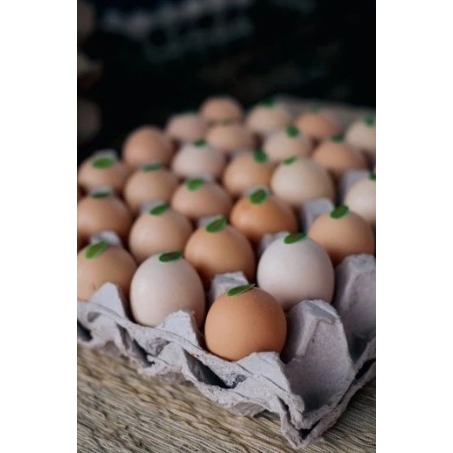 

10 BUTIR TELUR AYAM KAMPUNG OMEGA FRESH