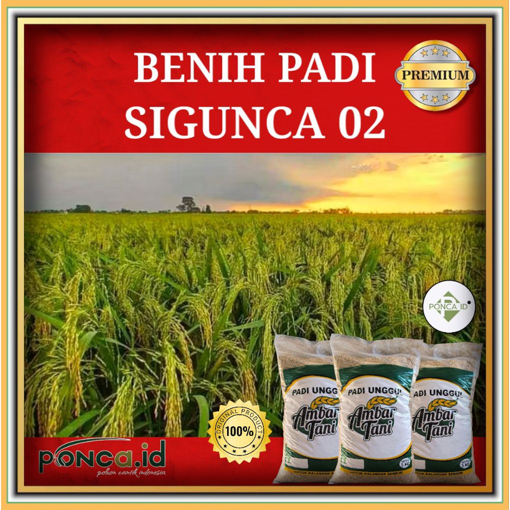 BENIH PADI SIGUNCA 02 BIBIT PADI UNGGUL 5KG PREMIUM
